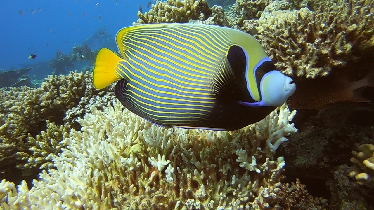 Emperor Angelfish, Pomacanthus Imperator, Red Sea, Egypt