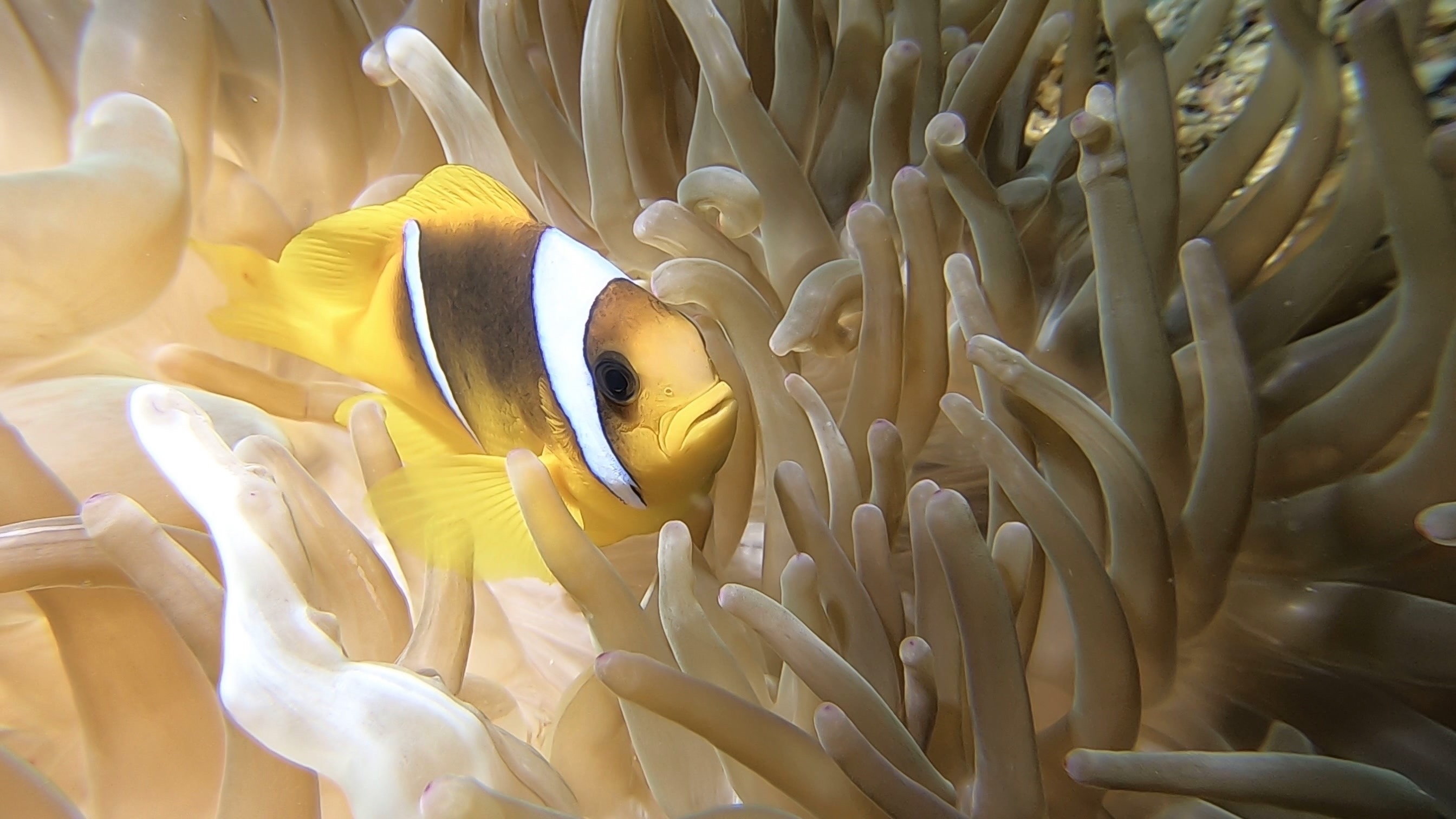 Close-up of a 
Red Sea clownfish, shot using a GoPro + MacroMate Mini Lens